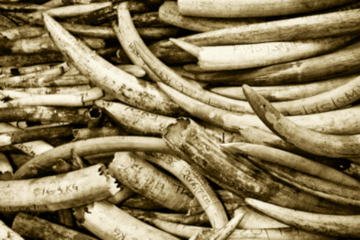 Polisi y’u Rwanda yafashe abantu 10 kubera gucuruza amahembe y’inzovu