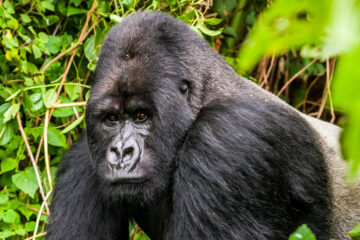 Umusaruro wo gusura ingagi wiyongereyeho hafi miliyoni 853 Frw mu mezi ane ashize