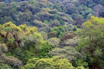 Burundi haravugwa indi mirambo 14 yatoraguwe mu ishyamba rya Kibira