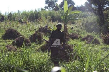 Hatahuwe uko FDLR ikorera ubworozi bw’inka mu ishyamba rya Virunga