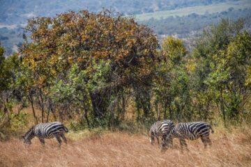 Mu basuye Pariki y’Akagera umwaka ushize, 48 % ni Abanyarwanda