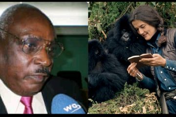 Menya uburyo Protais Zigiranyirazo yishe Diana Fossey waruzwi nka Nyiramacibiri, MRND ikabeshyera umunyamerika bakoranaga ariwe Wayne Richard McGuire Menya uburyo Protais Zigiranyirazo yishe Diana Fossey waruzwi nka Nyiramacibiri, MRND ikabeshyera umunyamerika bakoranaga ariwe Wayne Richard McGuire